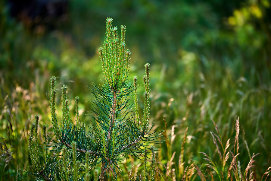 With this little tree plant, things are set into motion! Eventually, when years gone by, the tree will have grown strong and ready to become a chair, table or the like!
