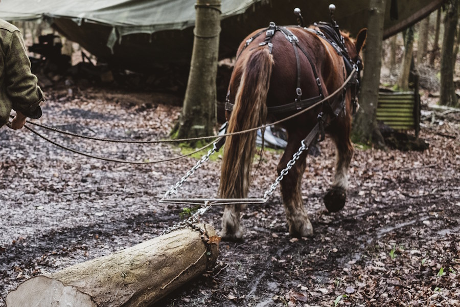 Imagine trying to pull a 200-300 kg tree log by hand, for some kilometers that is, you'd probably have to be Hercules or Superman! Well, back in the days, the working horse took the place as the hero, but without the cape.